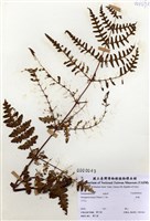 藏品(栗蕨)的圖片
